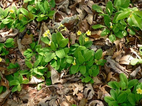 {Primula vulgaris}
